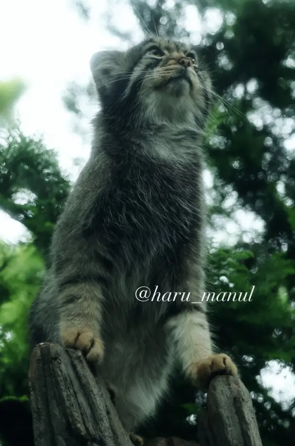 那須どうぶつ王国のナゴムの写真