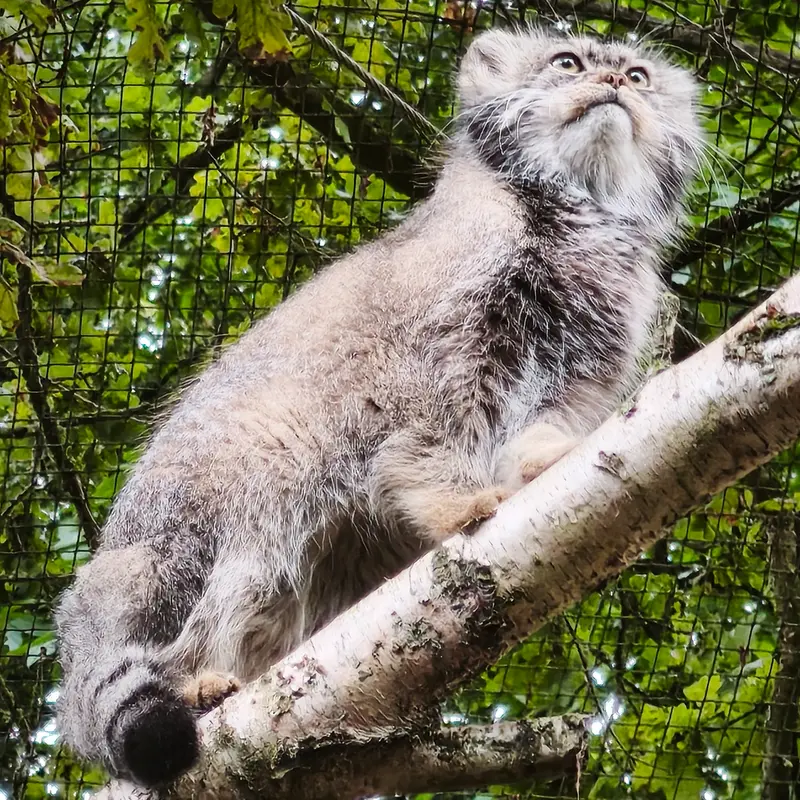 トレゴムール動物園のイウォークの写真