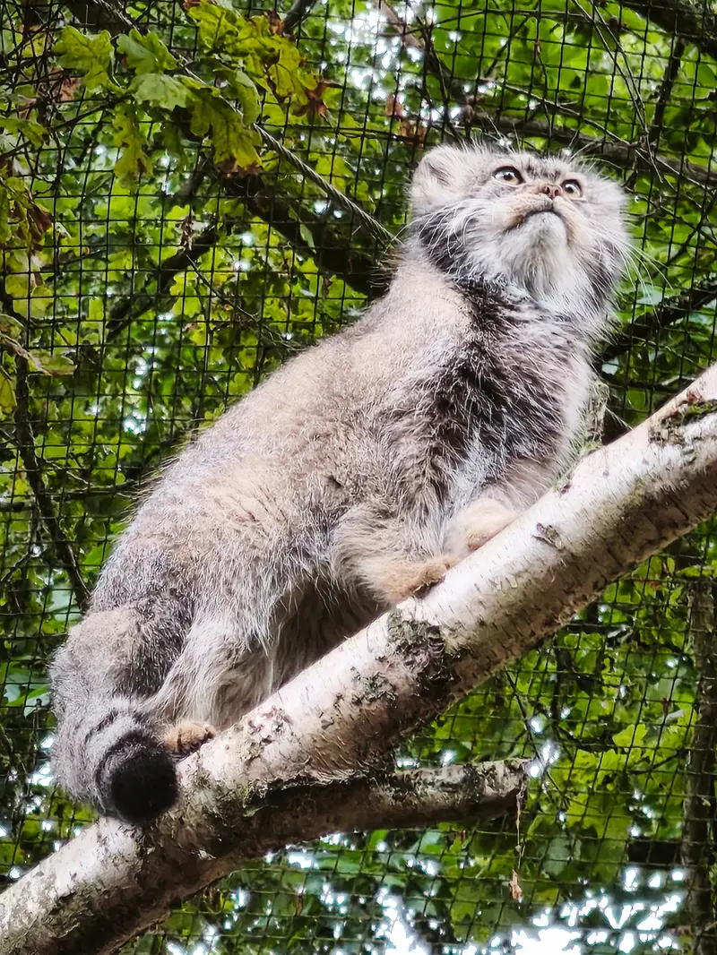 トレゴムール動物園のイウォークの写真
