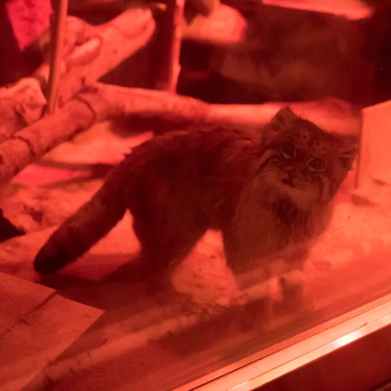 恩賜上野動物園のナイマの写真