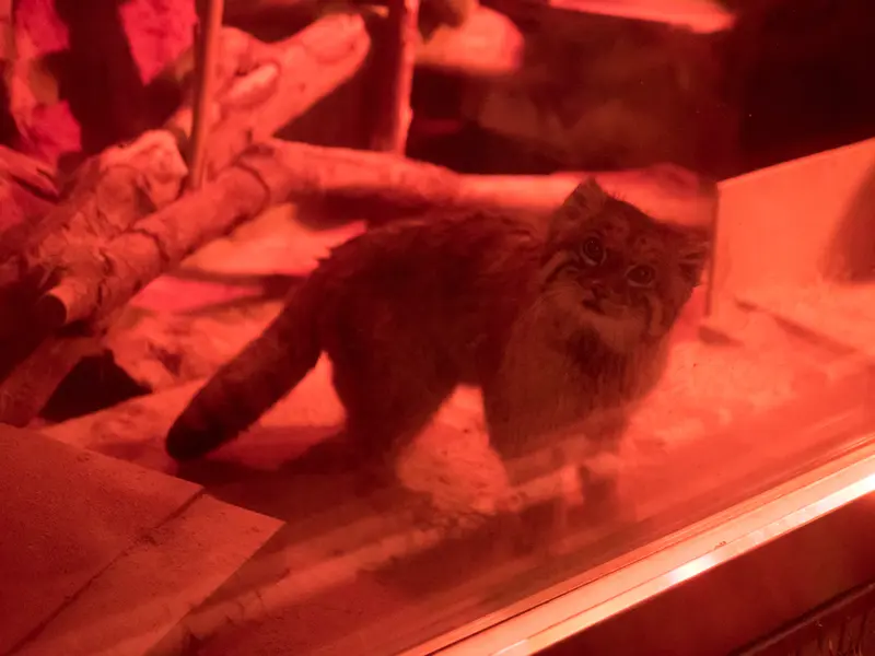 恩賜上野動物園のナイマの写真