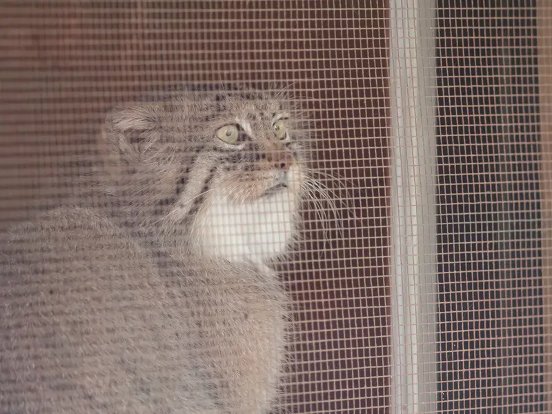埼玉県こども動物自然公園のロータスの写真
