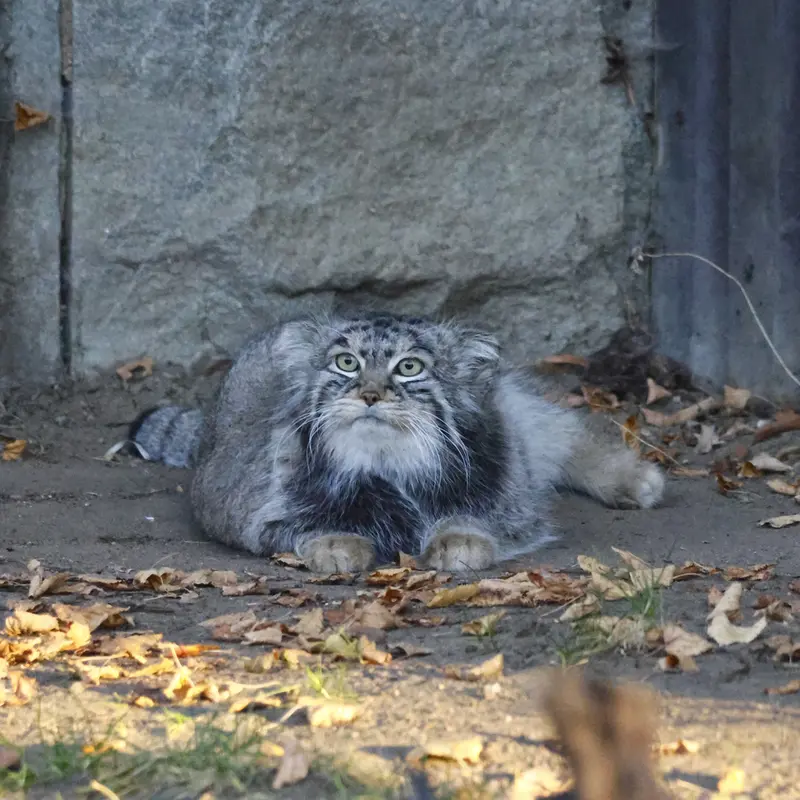 モスクワ動物園のティモフェイの写真