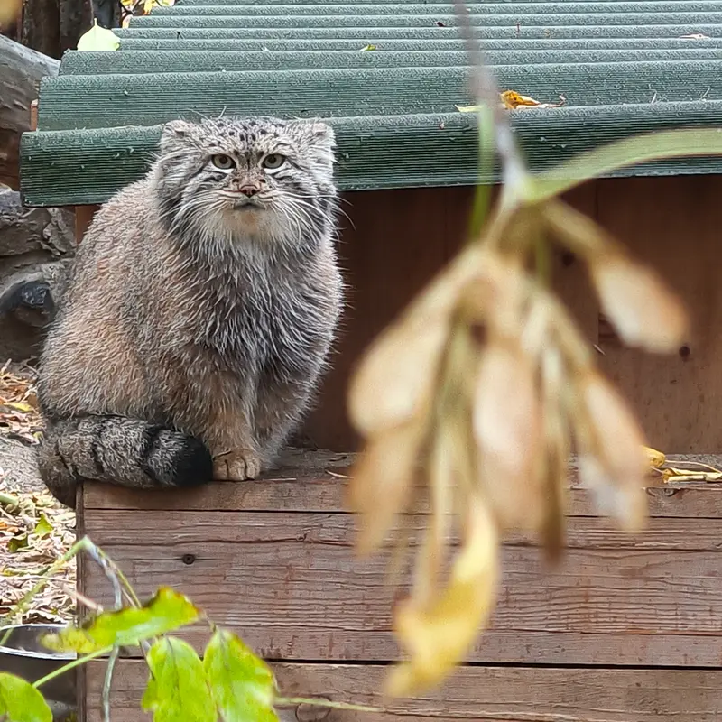 ノヴォシビルスク動物園のスネジャナの写真