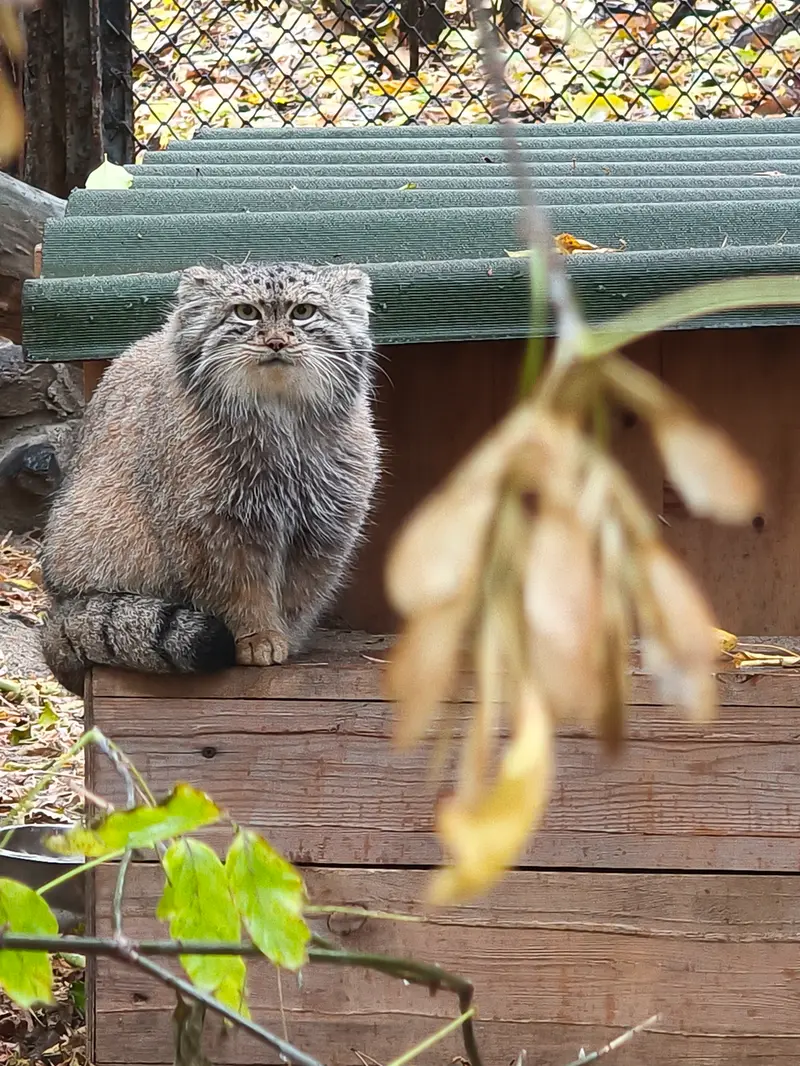 ノヴォシビルスク動物園のスネジャナの写真