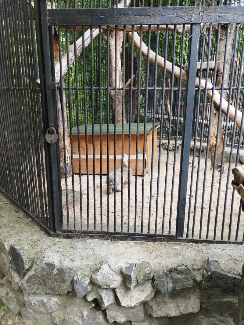 ノヴォシビルスク動物園のマヌルネコの写真