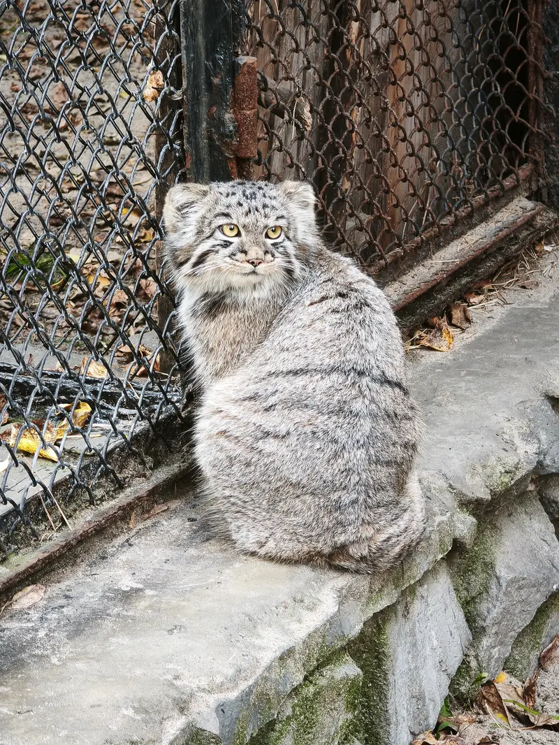 ノヴォシビルスク動物園のイヴの子（2026年生まれ）Ⅲの写真