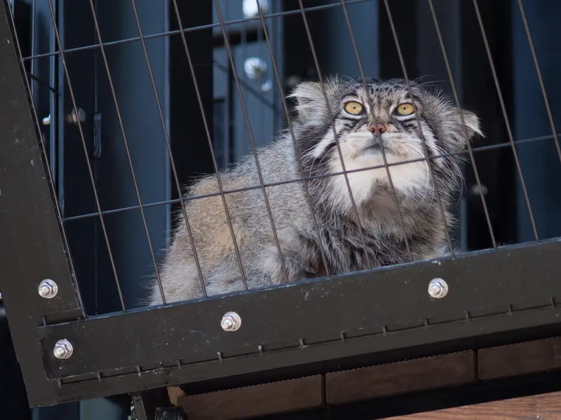 旭山動物園のグルーシャの写真