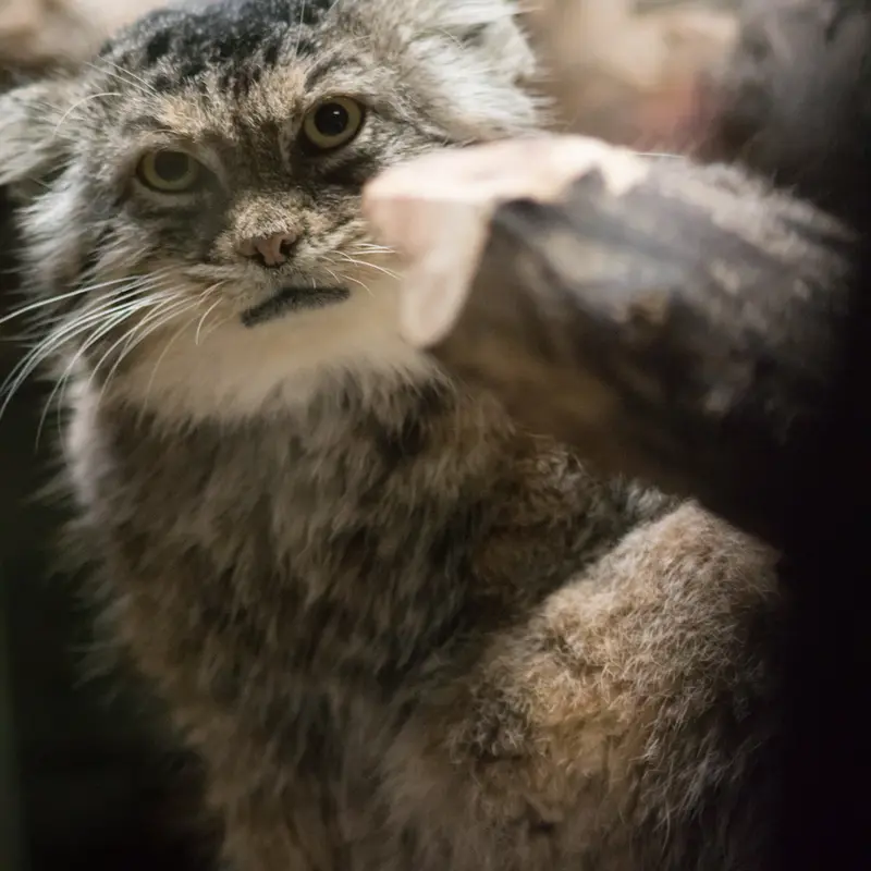 恩賜上野動物園のプリームラの写真