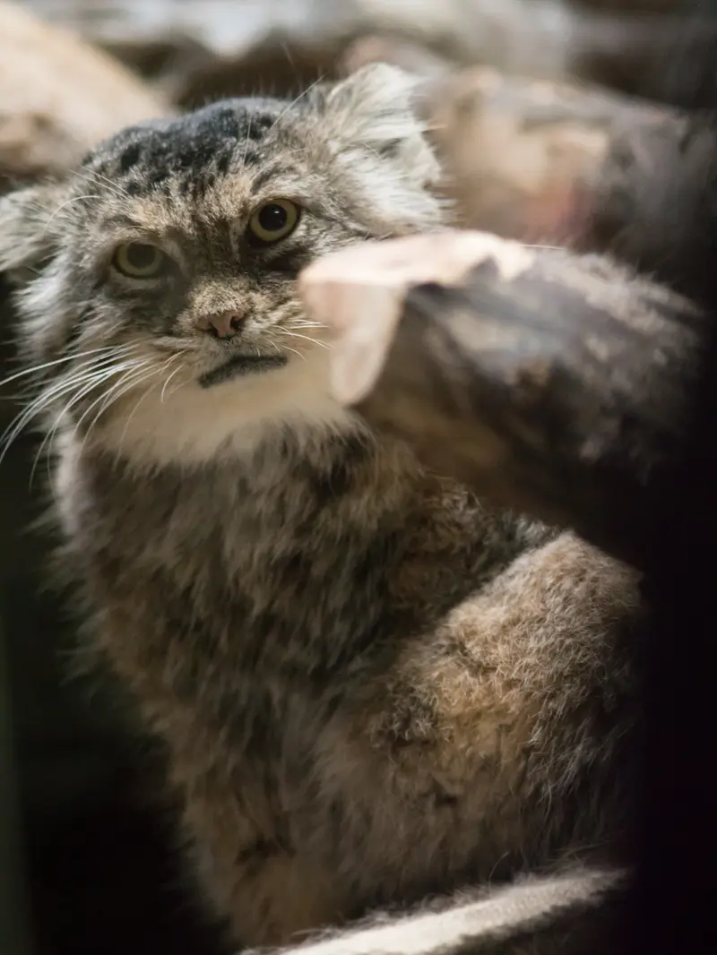 恩賜上野動物園のプリームラの写真