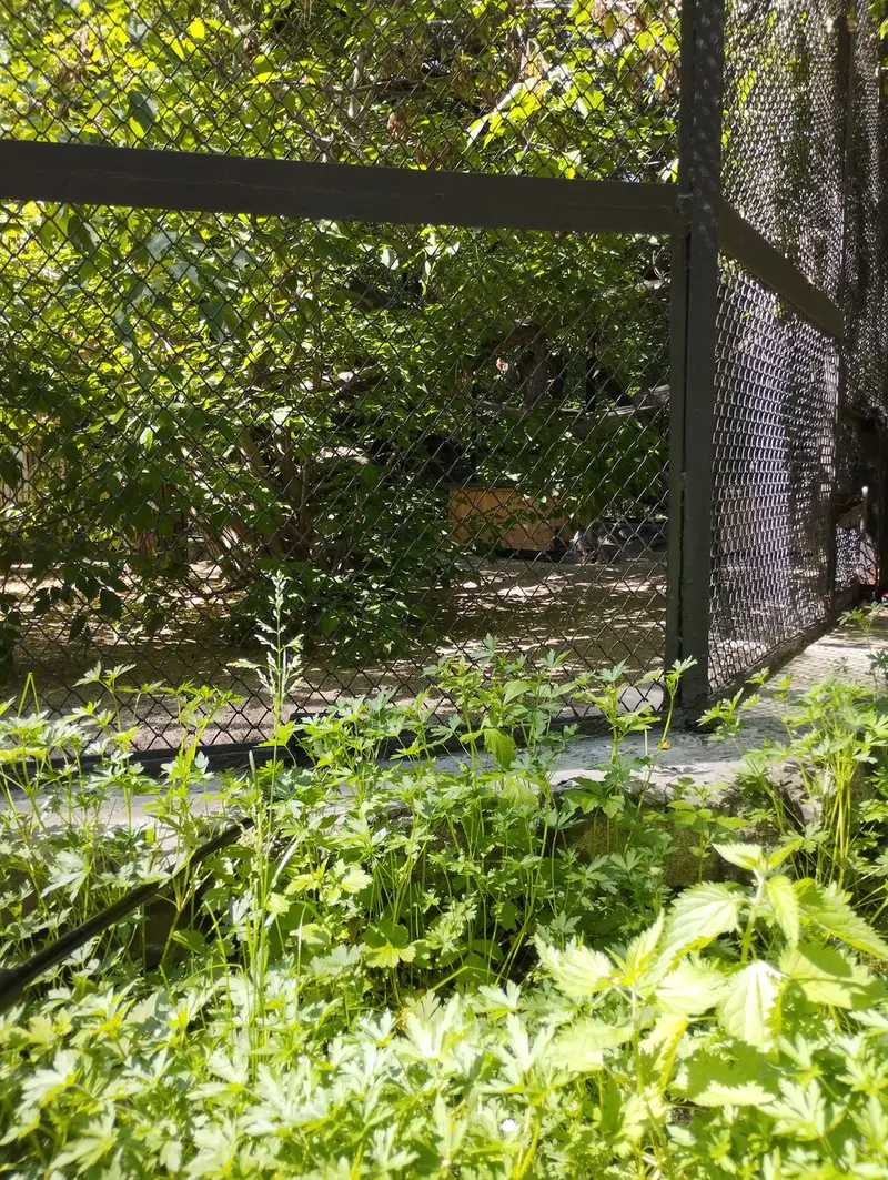 ノヴォシビルスク動物園のスネジンカの写真
