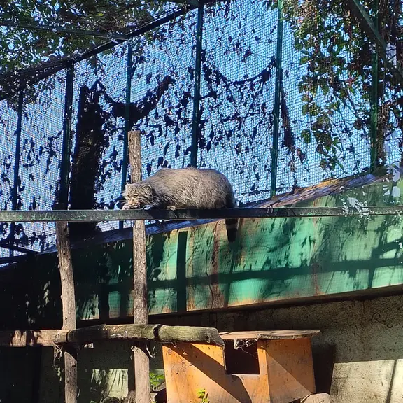 ブダペスト動物園・植物園のボフスの写真