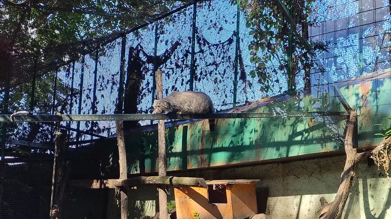 ブダペスト動物園・植物園のボフスの写真