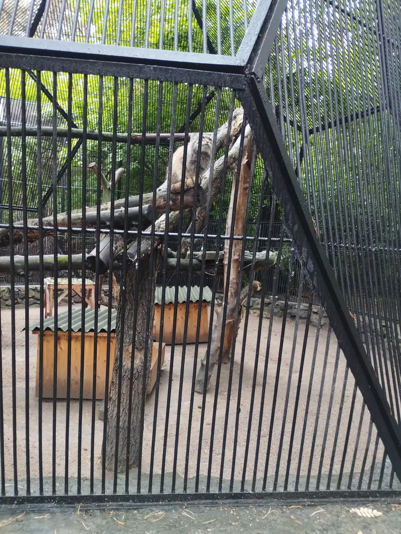 ノヴォシビルスク動物園のマヌルネコの写真