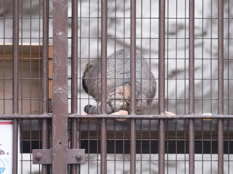野毛山動物園のフィーガの写真