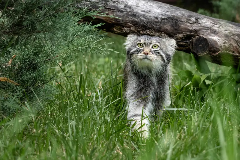 モスクワ動物園のティモフェイの写真