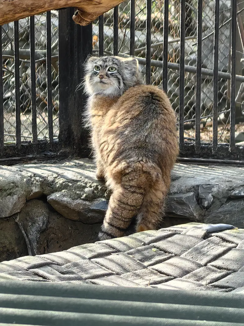 ノヴォシビルスク動物園のアーニャの写真