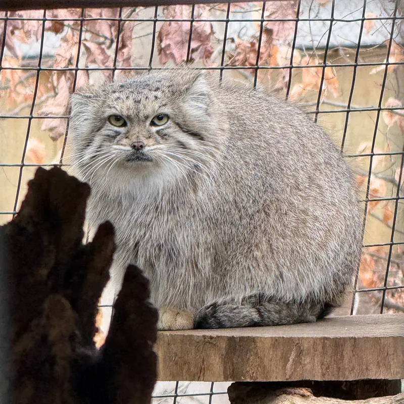 スミソニアン国立動物園のアカルの写真