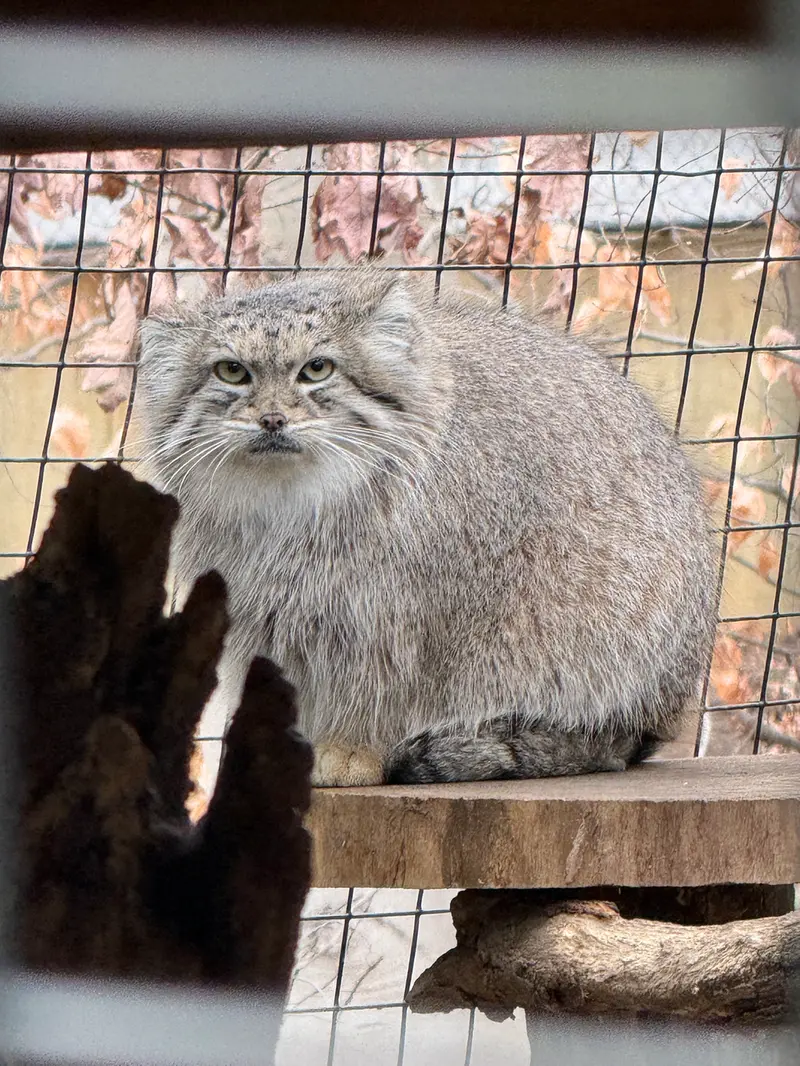 スミソニアン国立動物園のアカルの写真