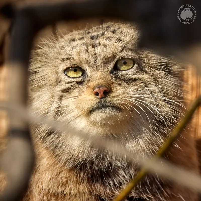 レニングラード動物園のナミカの写真