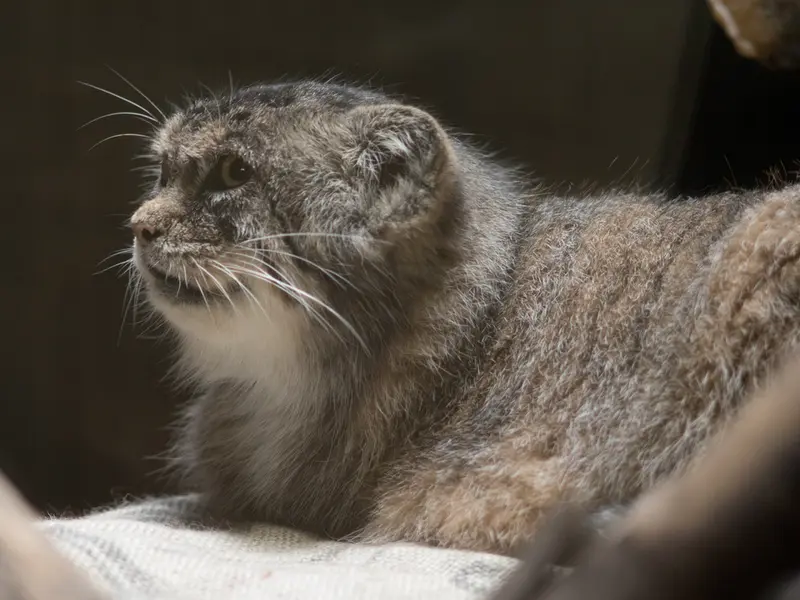 恩賜上野動物園のプリームラの写真