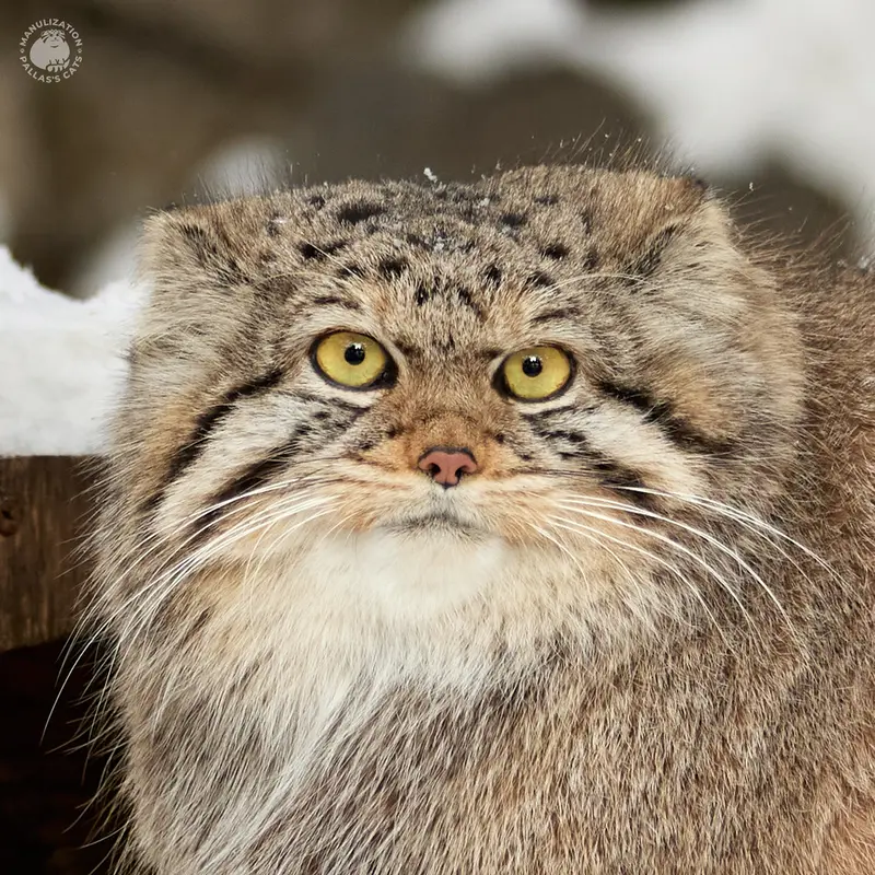 ノヴォシビルスク動物園のマヌルネコのイヴ