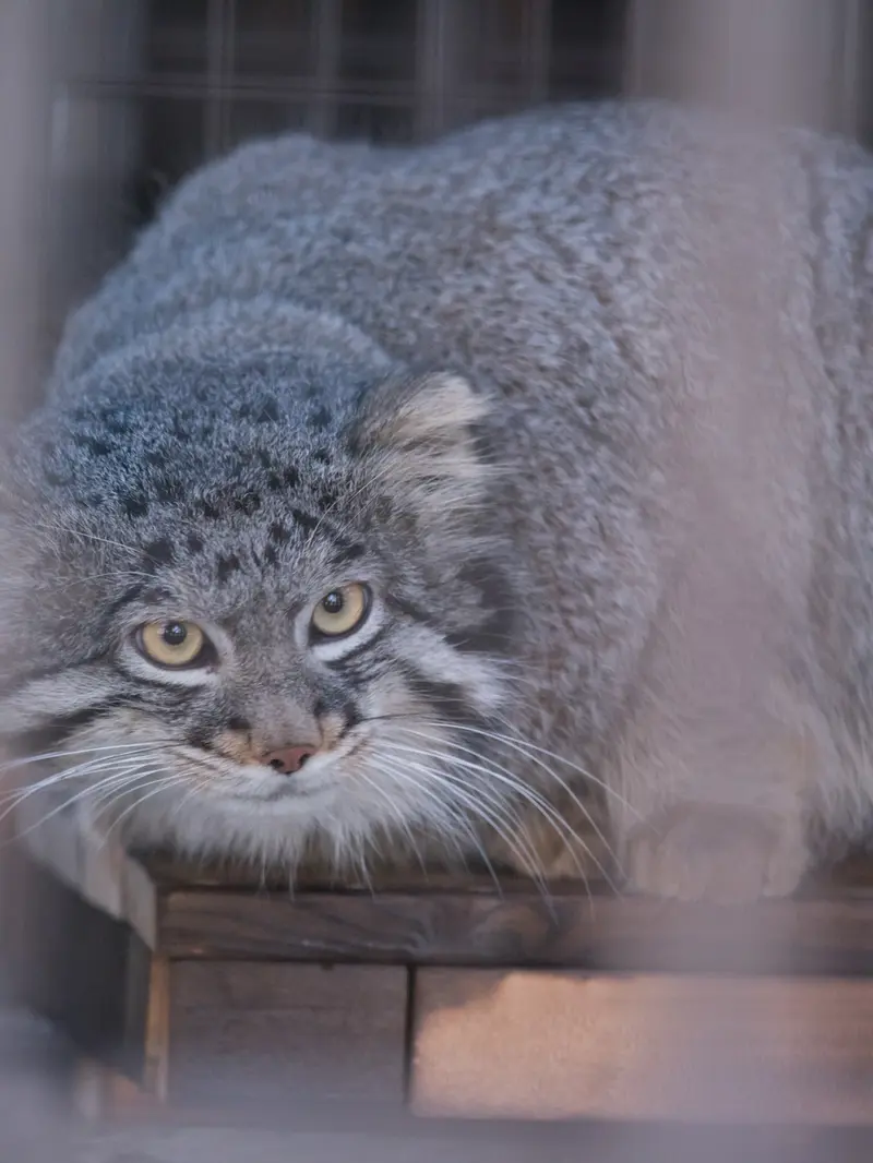 野毛山動物園のフィーガの写真