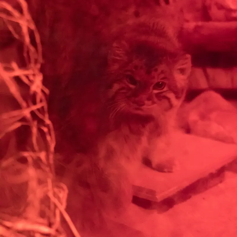 恩賜上野動物園のナイマの写真