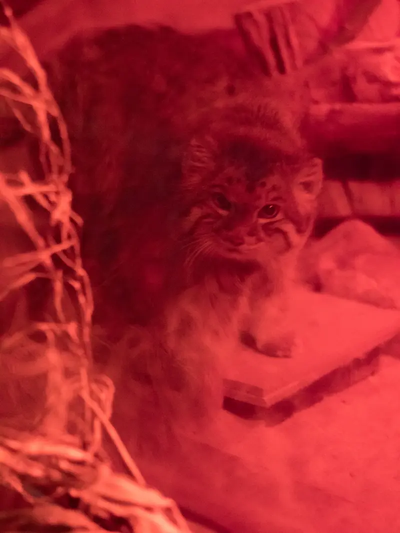 恩賜上野動物園のナイマの写真