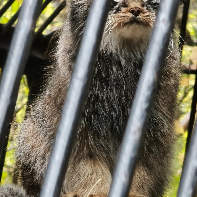 ノヴォシビルスク動物園のレオンの写真