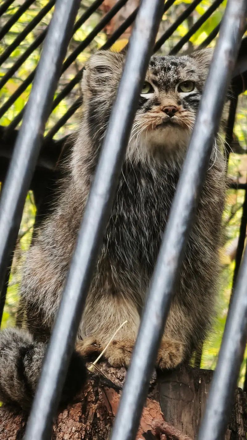 ノヴォシビルスク動物園のレオンの写真