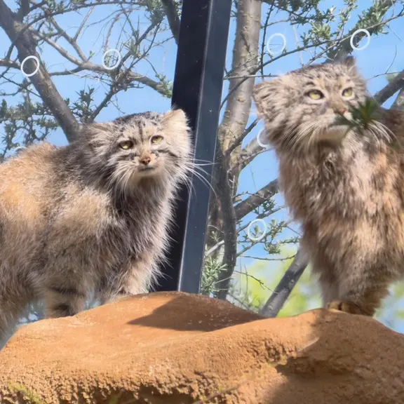 プラハ動物園のマヌルネコの写真