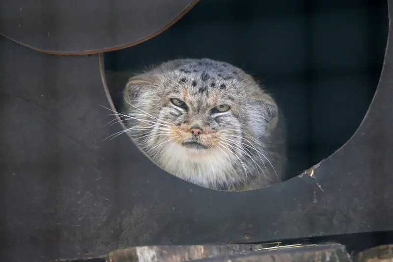コシツェ動物園のアラニの写真
