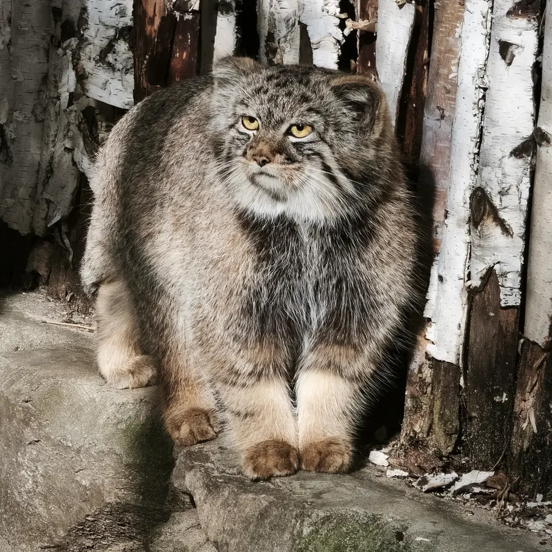 ノヴォシビルスク動物園のマヌルネコの写真