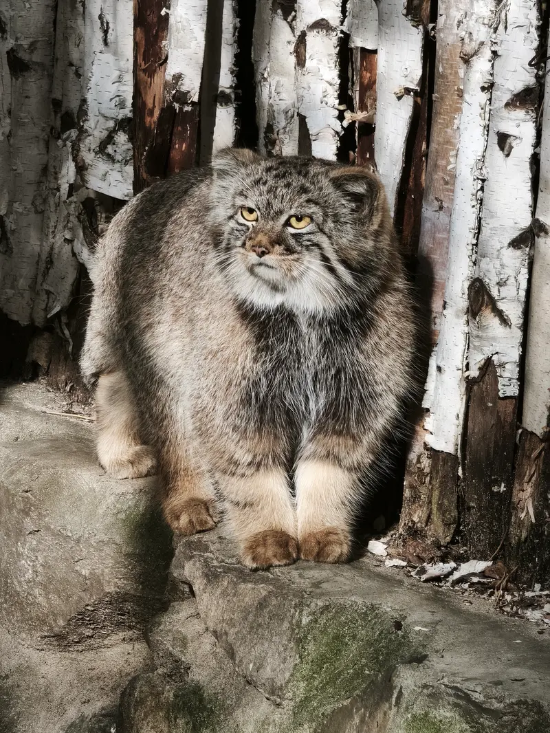 ノヴォシビルスク動物園のマヌルネコの写真