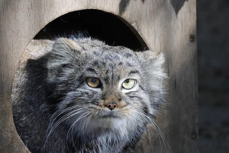 ノヴォシビルスク動物園のカトゥンの写真