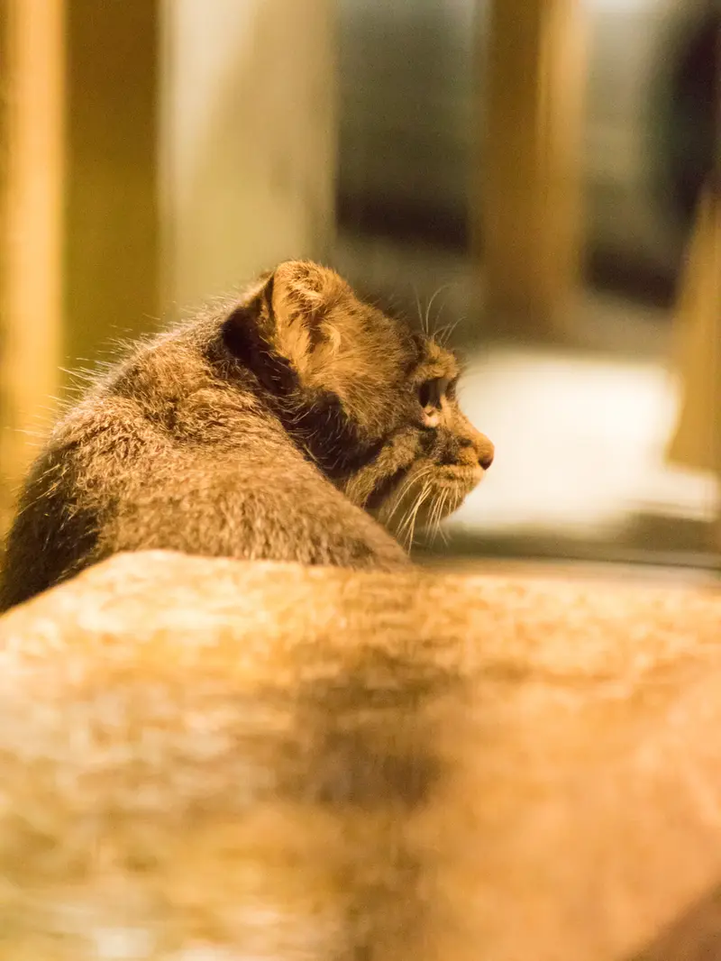 野毛山動物園のフィーガの写真