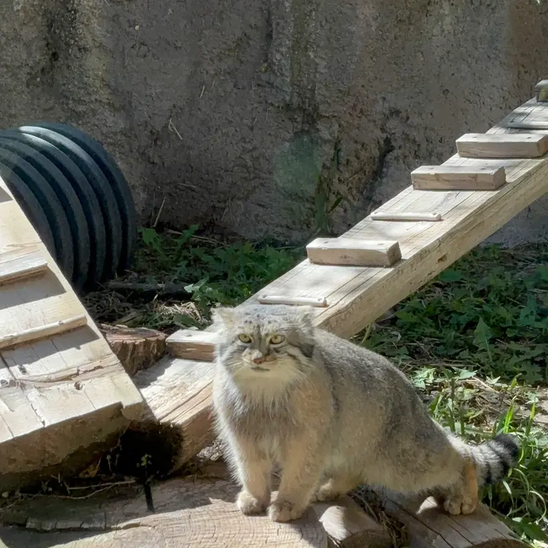 ユタ州ホグル動物園のフィラリスの写真