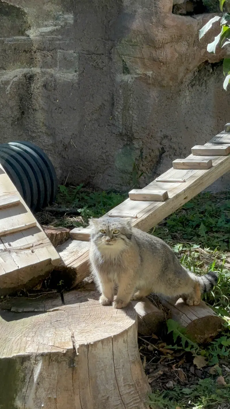 ユタ州ホグル動物園のフィラリスの写真
