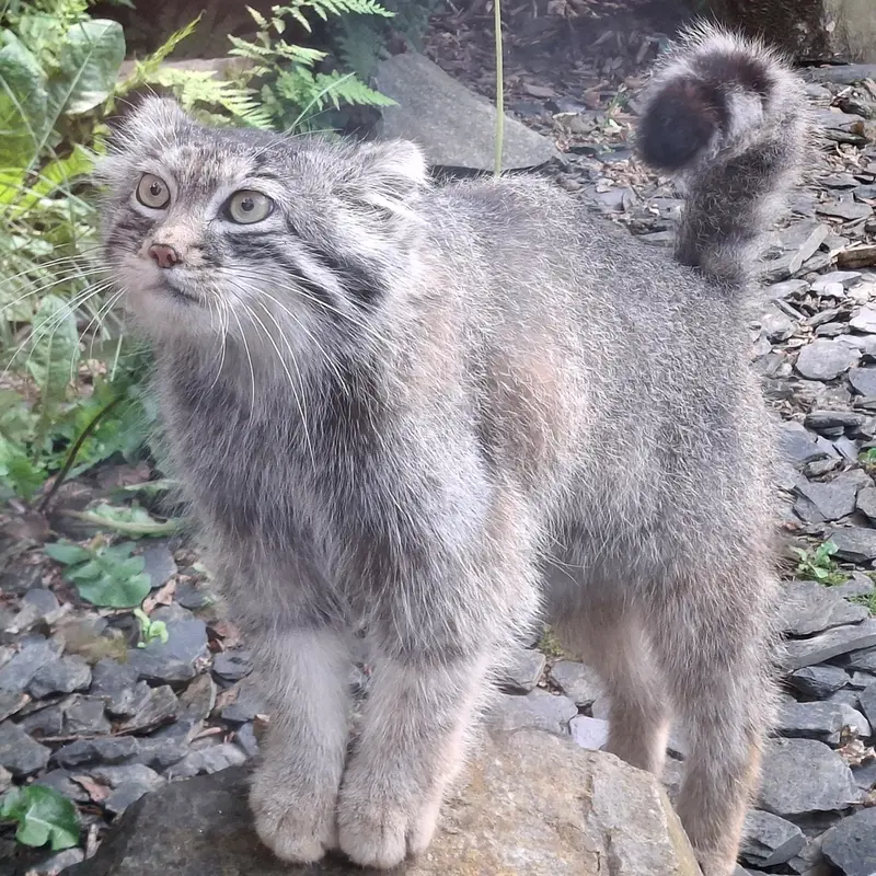 トレゴムール動物園のアルタイの写真