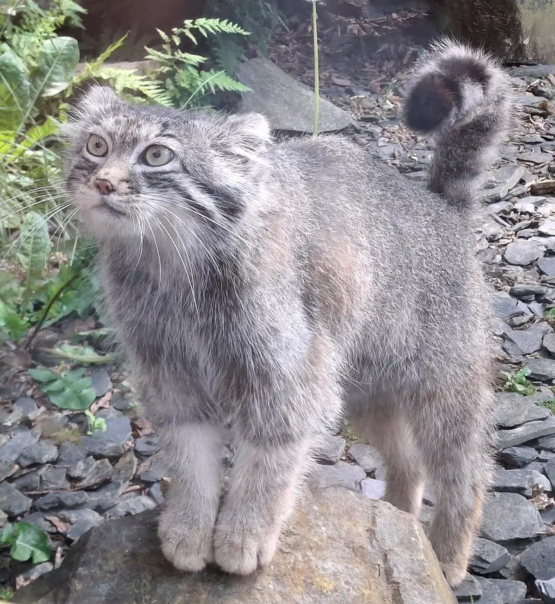 トレゴムール動物園のアルタイの写真