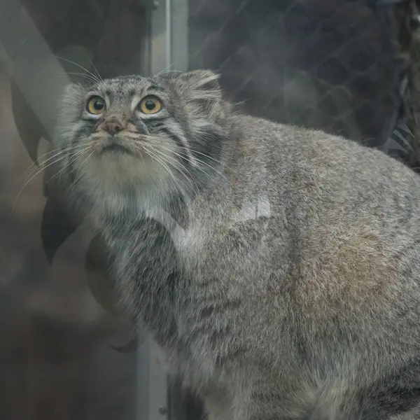 神戸どうぶつ王国のメイの写真