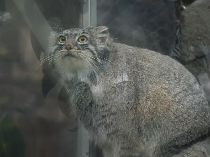 神戸どうぶつ王国のメイの写真
