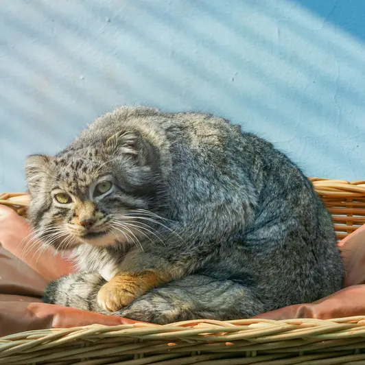 青海チベット高原野生動物園のスン・サンランの写真