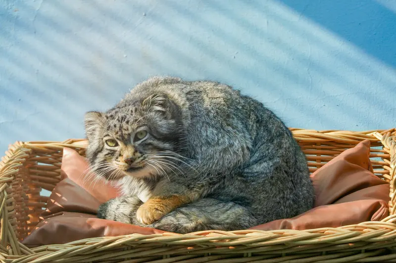 青海チベット高原野生動物園のスン・サンランの写真