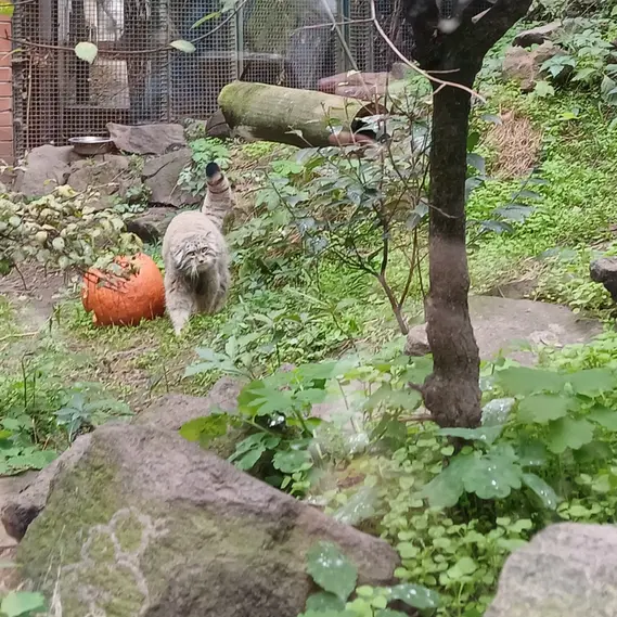 ブダペスト動物園＆植物園のボフスの写真