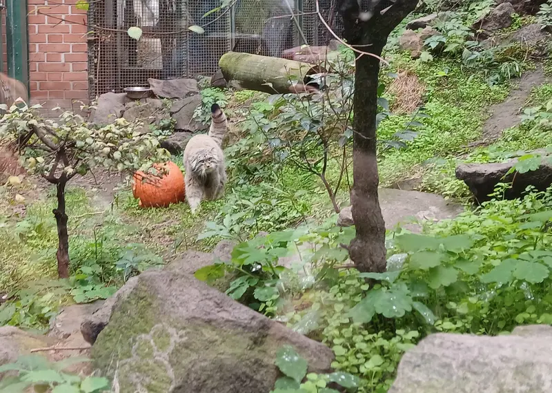 ブダペスト動物園・植物園のボフスの写真
