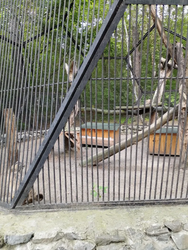 ノヴォシビルスク動物園のマヌルネコの写真