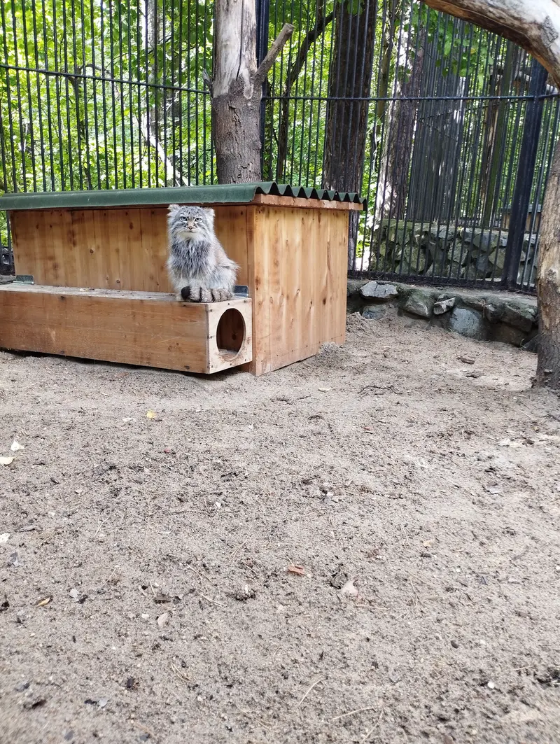ノヴォシビルスク動物園のマヌルネコの写真