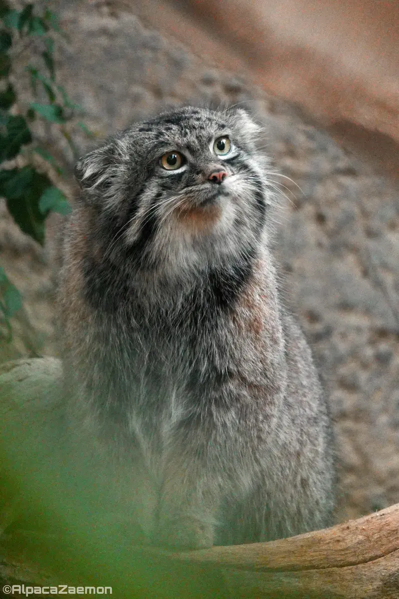 神戸どうぶつ王国のナルの写真